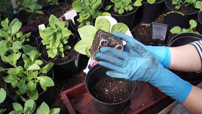Черешковый сельдерей: все секреты выращивания и ухода