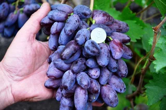 Описание и характеристика винограда сорта байконур, посадка и уход