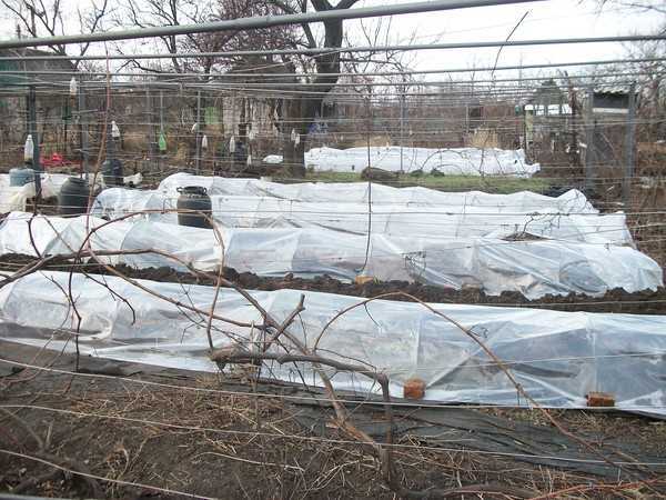 Когда и как укрывать виноград осенью на зиму: чем утеплить - способы и материалы