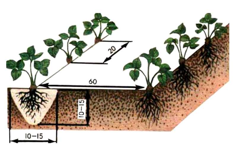 Посадка клубники рассадой: как и когда сажают весной, красиво, метод посадки клубники в грунт и под агроволокно, сроки посадки