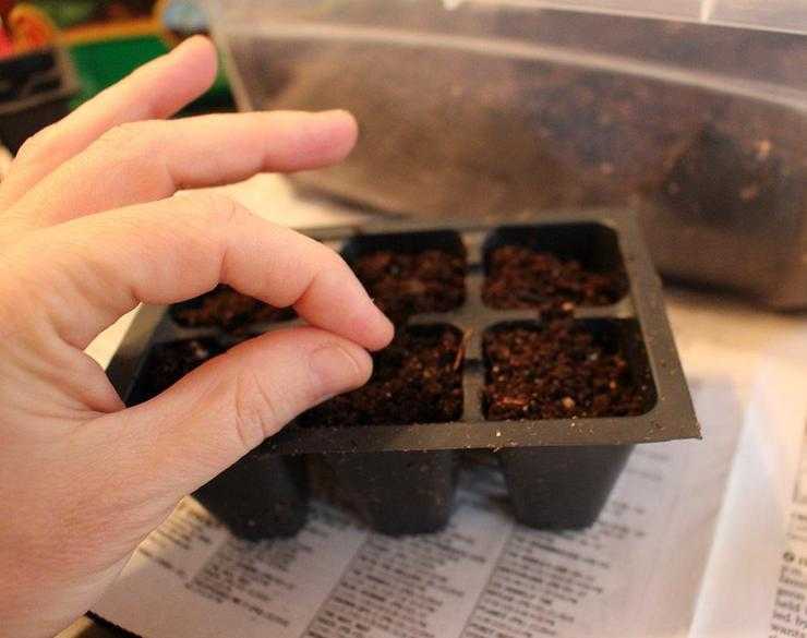 Выращивание базилика из семян через рассаду и посевом в грунт: подробная инструкция, полезные советы, фото и видео. Как правильно набить грунтом ящик для рассады.