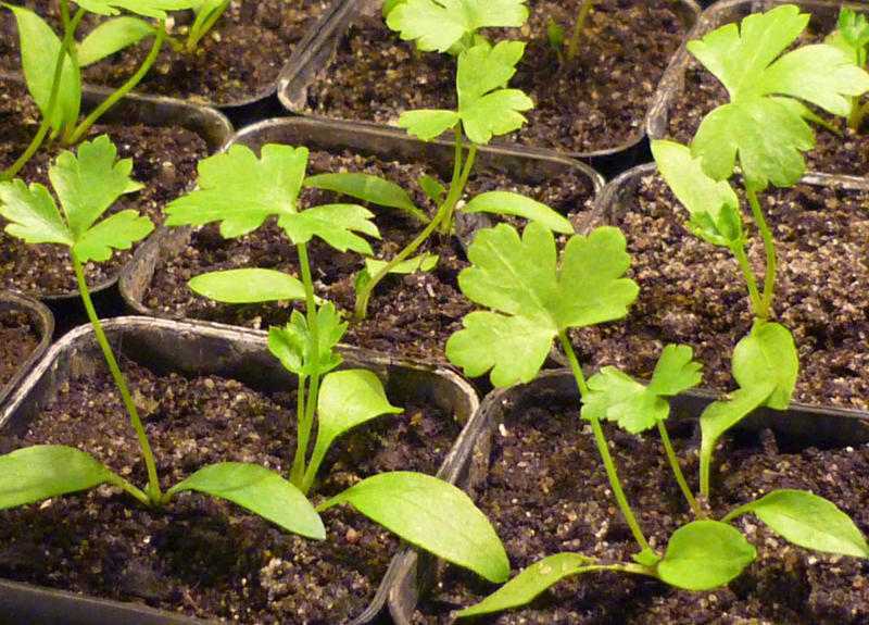 Петрушка корневая: посадка и уход в открытом грунте, выращивание сахарной, как вырастить через рассаду, особенности посева