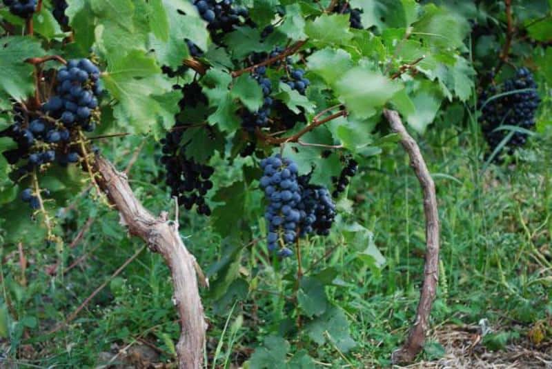 Виноград — фурор: описание сорта, фото, отзывы