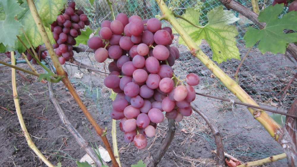 Виноград ливия: описание сорта, фото и отзывы, посадка и уход