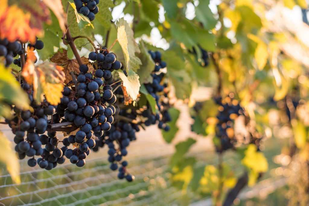 Описание сорта винограда кишмиш находка: фото и отзывы | vinograd-loza