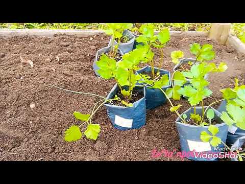 Сельдерей корневой: посадка и уход, выращивание из семян