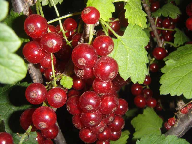 Выращивание красной смородины и несложный уход за ягодной культурой