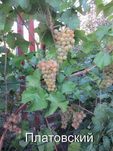 Виноград белое чудо: краткое описание сорта и его особенности