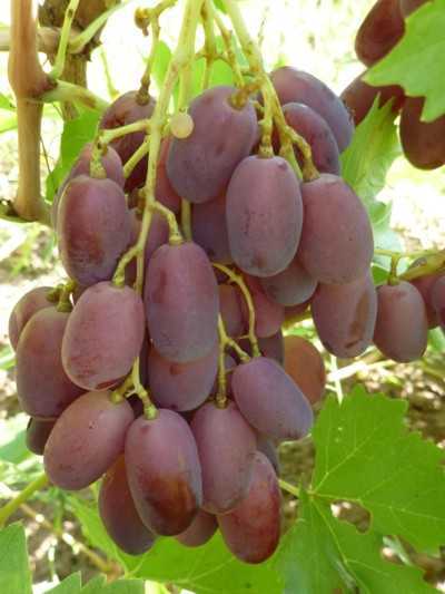 Виноград дубовский розовый - описание сорта, достоинства, уход