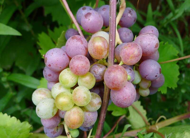 Виноград зилга: описание сорта, посадка, уход, особенности и отзывы