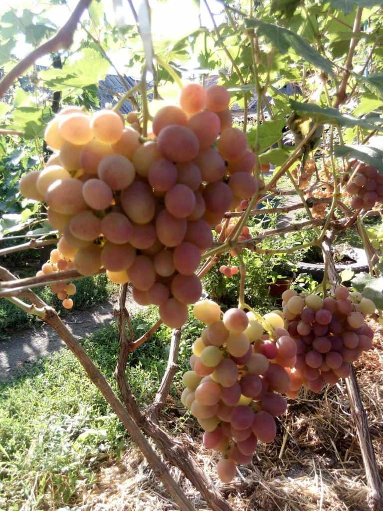 Когда и в какие сроки подкармливать и поливать виноград - vinograd-loza
