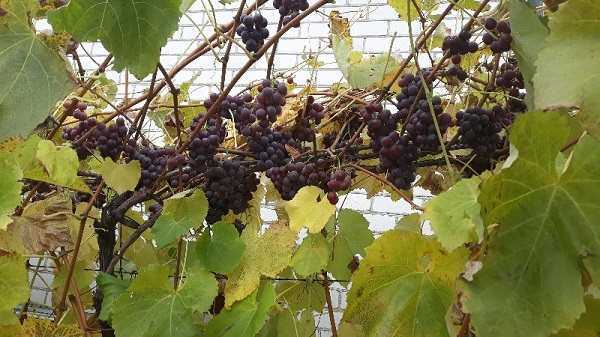 Виноград лидия: описание сорта, фото, отзывы, видео