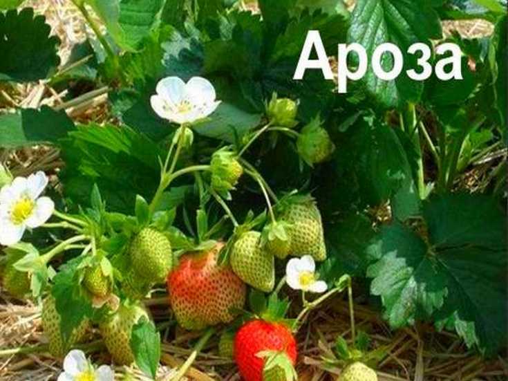 Земляника ароза: выращивание, описание сорта, фото и отзывы - журнал "совхозик"