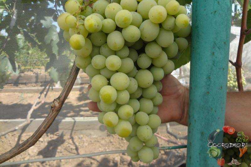 Виноград лидия