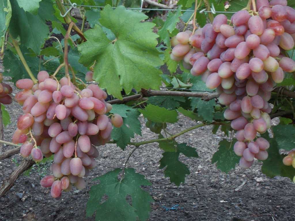 Как получить урожай винограда в год посадки