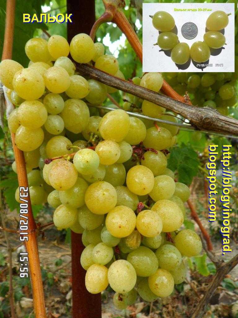Виноград ванюша: описание сорта, фото, отзывы — selok.info