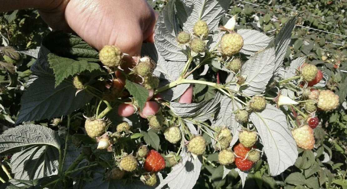 Сорт малины бабье лето: описание, уход и выращивание