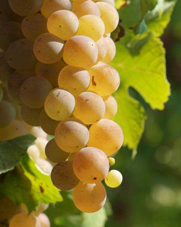 Сорт винограда восторг: описание, фото