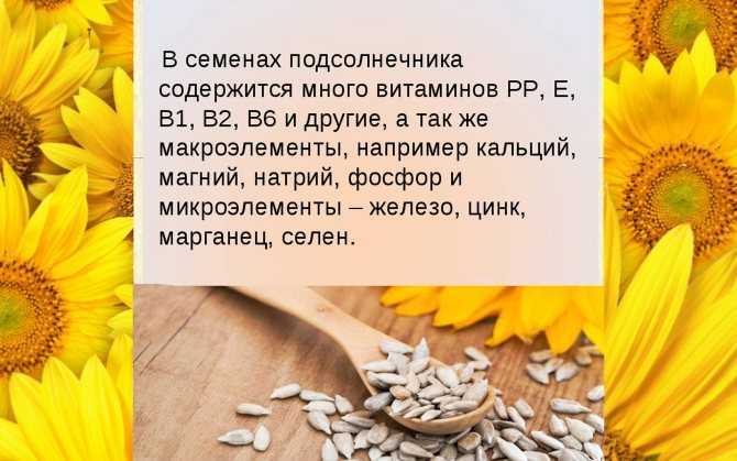 Пророщенные семена подсолнечника: польза и вред, состав, правила употребления