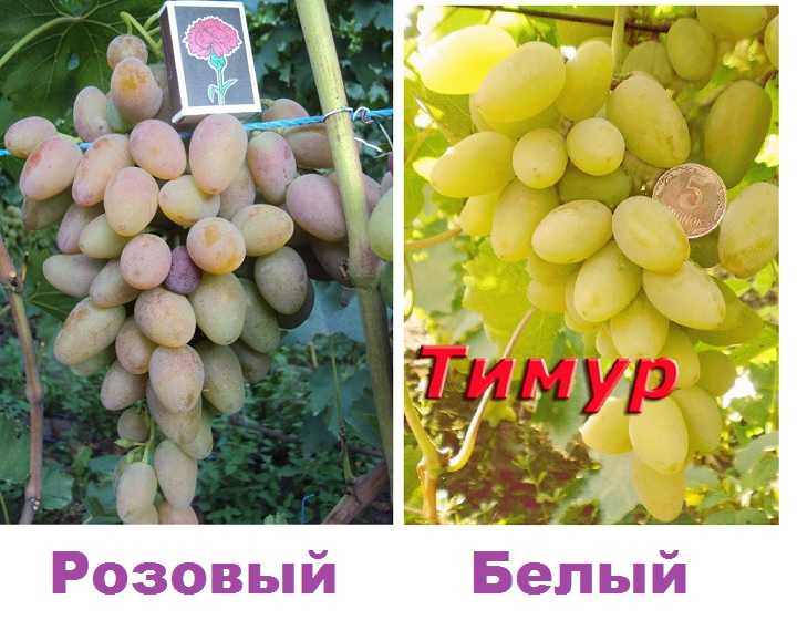 Виноград тимур описание, виноград розовый тимур, описание и отзывы