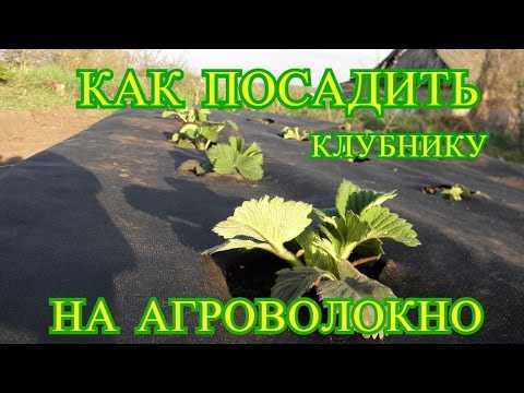 Как посадить клубнику под чёрный укрывной материал – советы садоводам