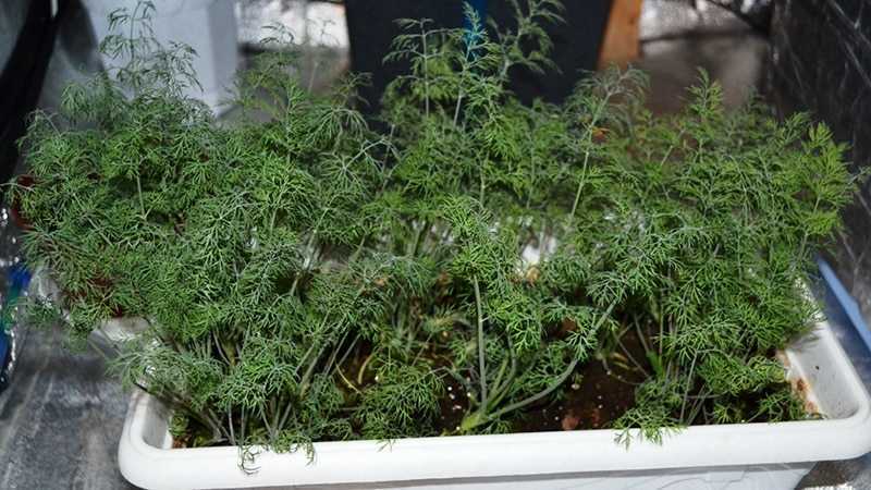 Зелень круглый год: можно ли посадить укроп дома и как его правильно выращивать на подоконнике?