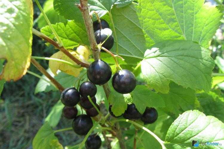 Дикая смородина (15 фото): описание и полезные свойства реписа, рецепты из лесной черной ягоды