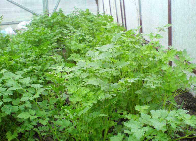 Кориандр (кинза): посадка и уход в открытом грунте, выращивание из семян