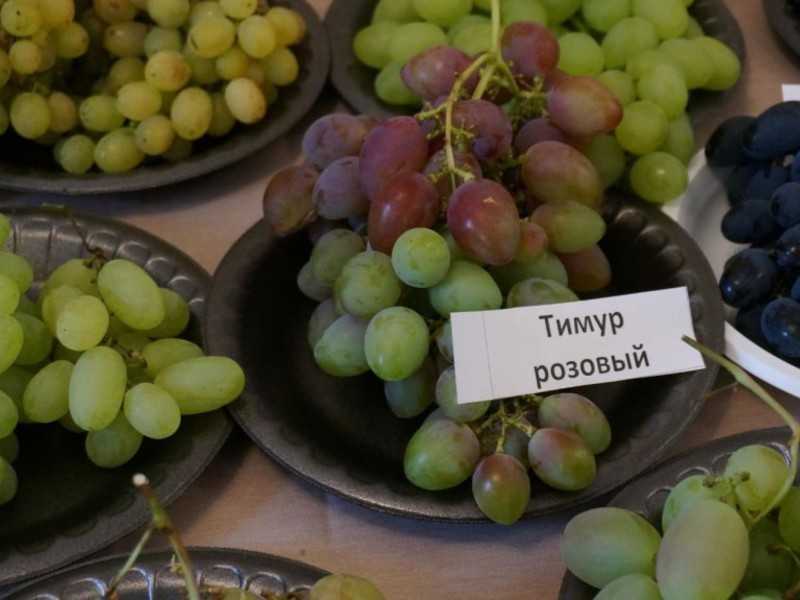 Виноград тимур: описание сорта, фото, отзывы, видео