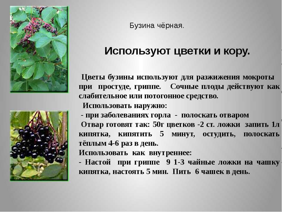 Польза и вред ирги для здоровья. ягода ирга: фото :: syl.ru