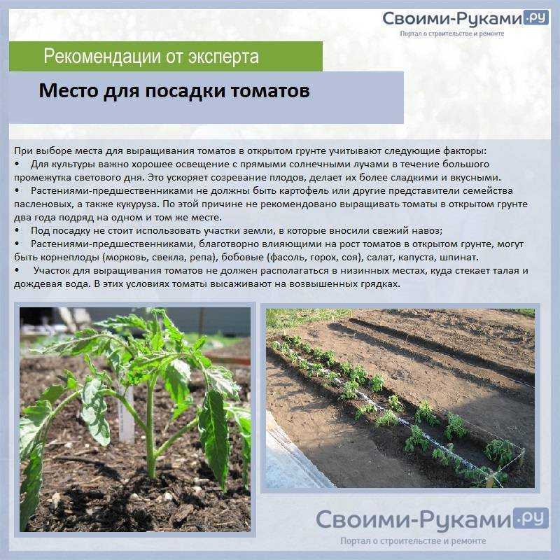 Весной, летом, осенью или может зимой? когда нужно сажать шпинат в разных уголках россии?