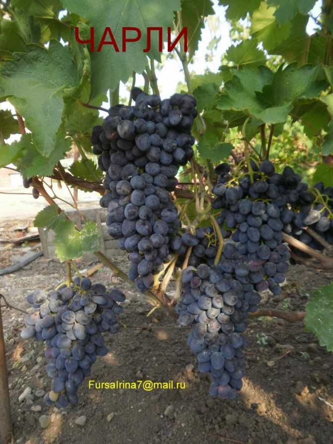 Виноград чарли: описание сорта, фото и отзывы
