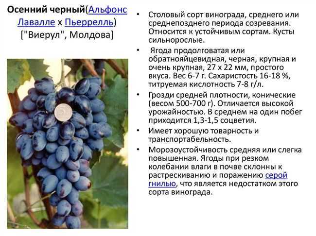 Виноград валек: описание сорта, отзывы садоводов и фото