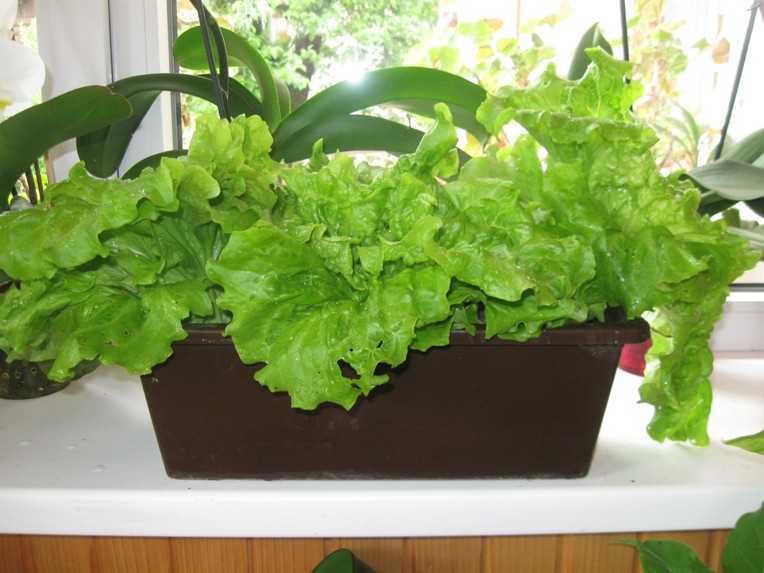 Как вырастить салат на подоконнике: основные правила. Виды и сорта, подходящие для культивирования в условиях искусственного климата. Посадка семян, проращивание и дальнейший уход.