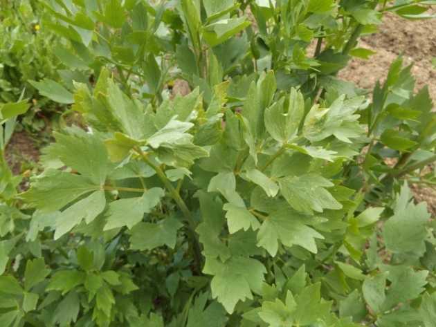 Как выглядит сельдерей многолетний листовой и его корень, что это такое - овощ или зелень, какой бывает, любисток - одно и то же или нет, а также все виды и сорта