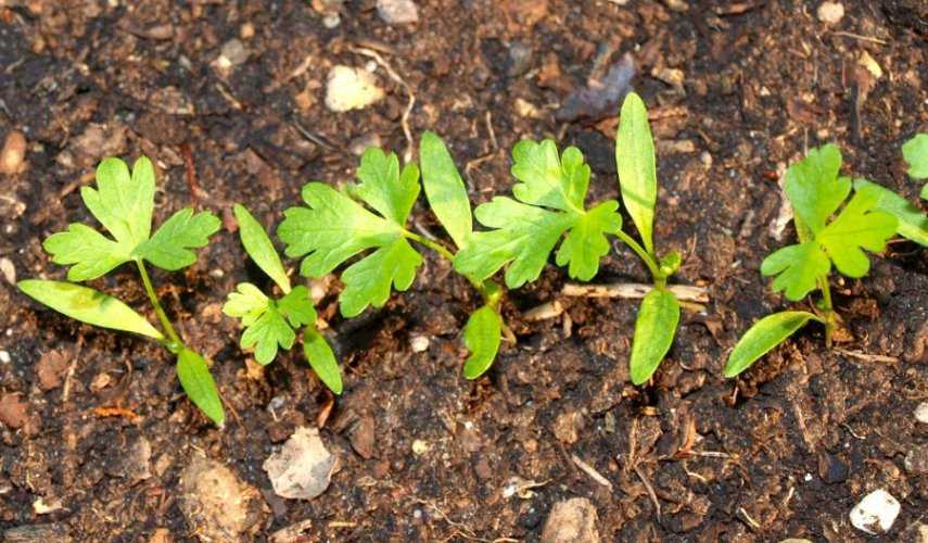 Как вырастить сельдерей корневой в открытом грунте