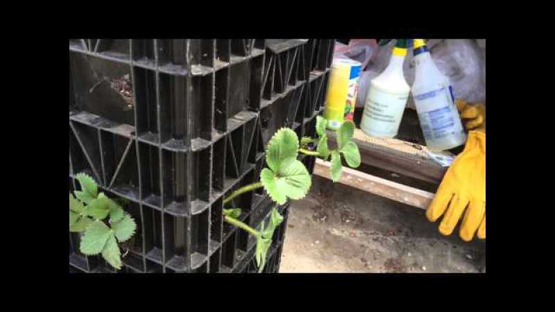Выращивание клубники в мешках и бочках: правила, советы, пошаговые инструкции