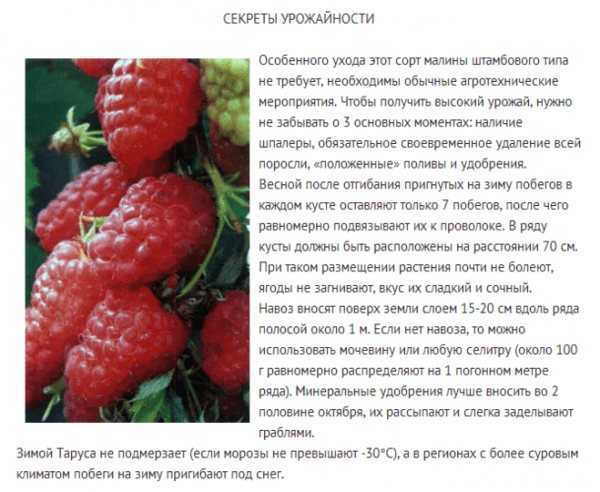 Малина желтый гигант: описание сорта, фото, отзывы, особенности выращивания :: syl.ru