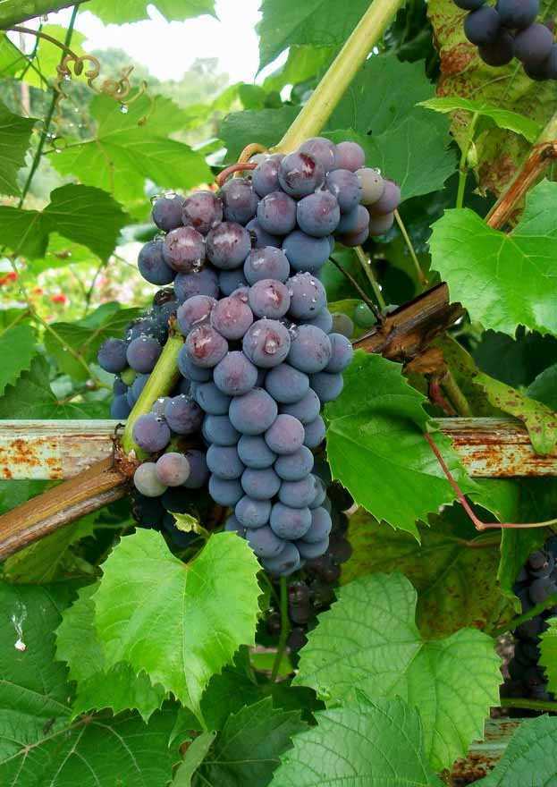 Неукрывные сорта винограда: амурские гибриды. выбираем сорта для посадки на дачу на supersadovnik.ru