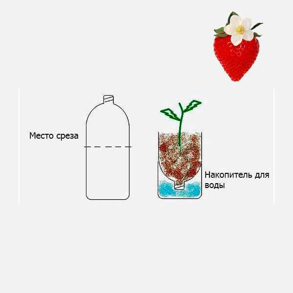 Клубника в пластиковых бутылках. Достоинства и недостатки метода выращивания в 5-литровых бутылках.