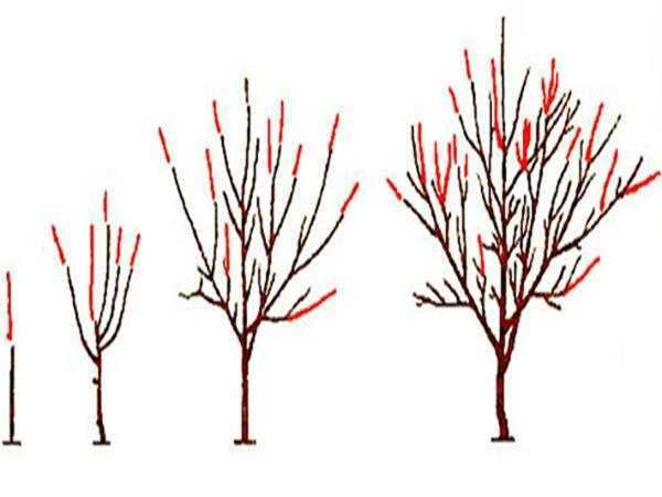 Черемуха: описание дерева, посадка и уход, обрезка