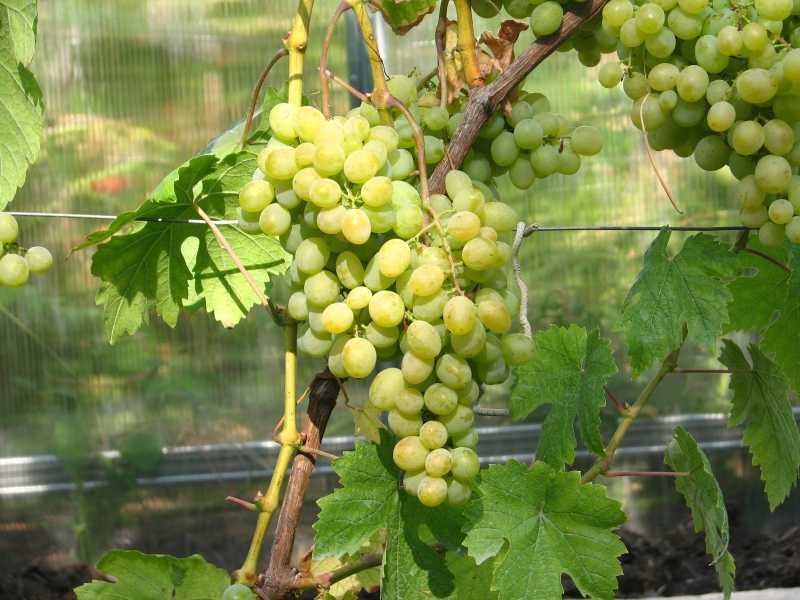 Лучшие сорта винограда для выращивания в сибири с описанием, характеристикой и отзывами