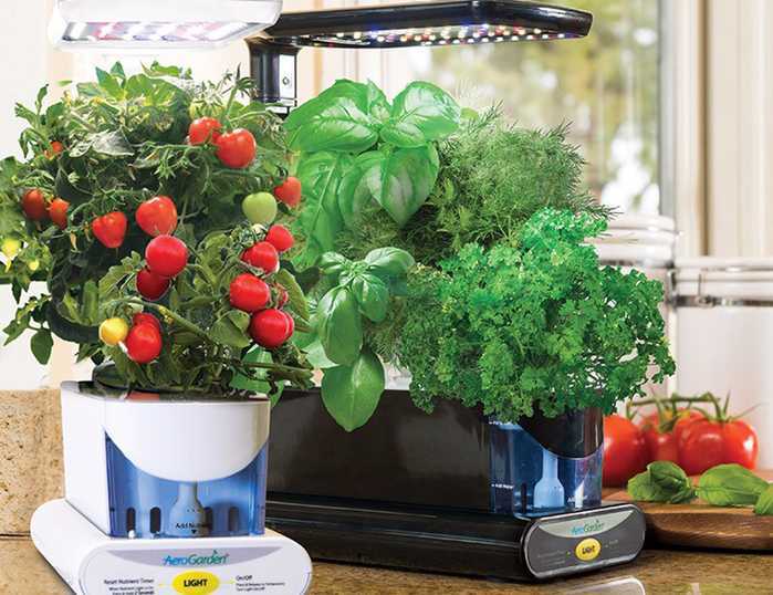 Витамины круглый год — салат на подоконнике. какой сорт выбрать, как сажать и выращивать?