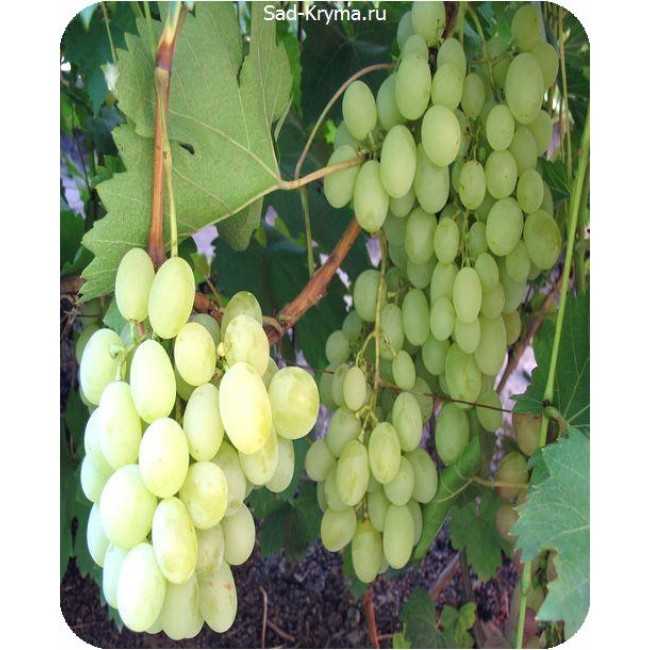 Виноград ванюша: описание сорта, фото, отзывы