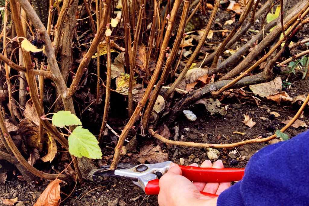 Как посадить клубнику осенью в открытый грунт