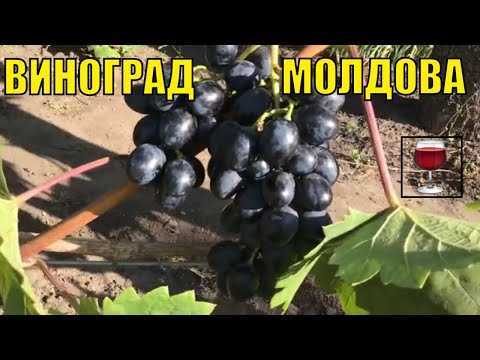 Молдова — сорт само опыляемого винограда