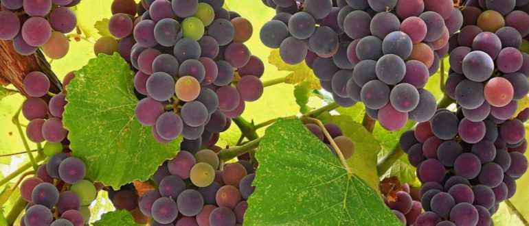 Виноград «лидия»: описание сорта, фото, отзывы