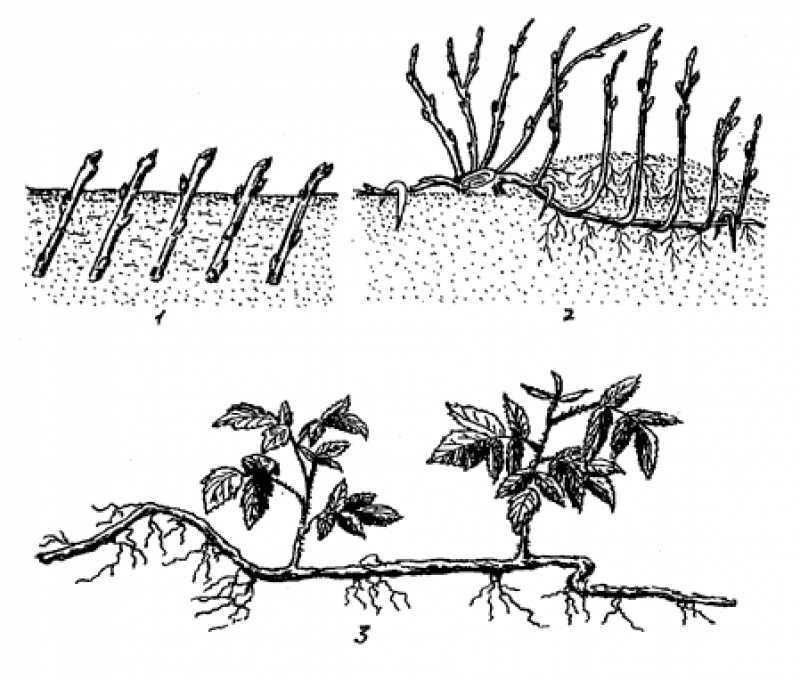 Золотистая смородина – особенности размножения, заболевания и возможные проблемы с кустарником
