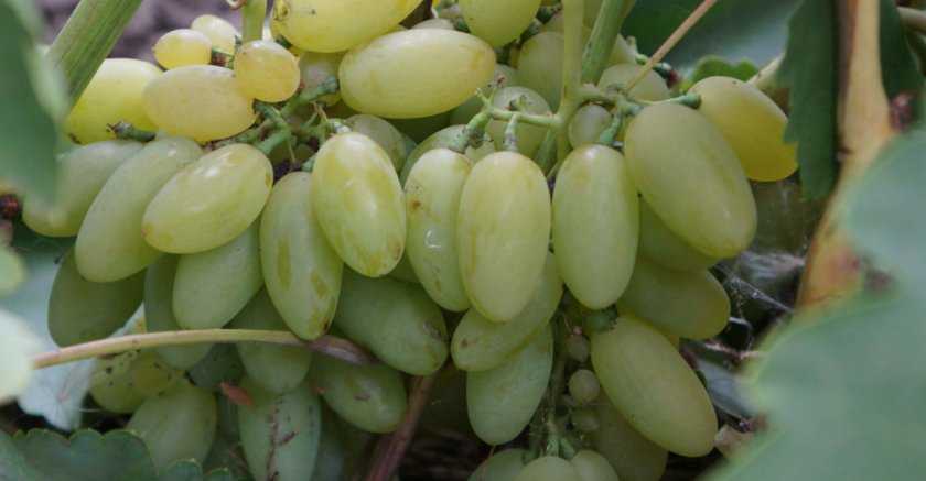 Сверхранний виноград «элегант»: описание и выращивание сорта