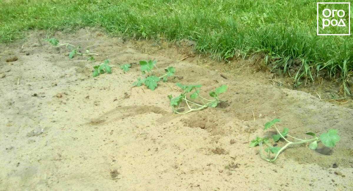 Когда и как сажать арбузы на рассаду, выращивание в домашних условиях